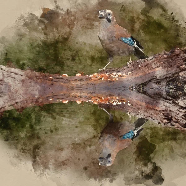Digital Watercolour Painting Beautiful Jay Bird Garrulus Glandarius Tree Stump — стокове фото