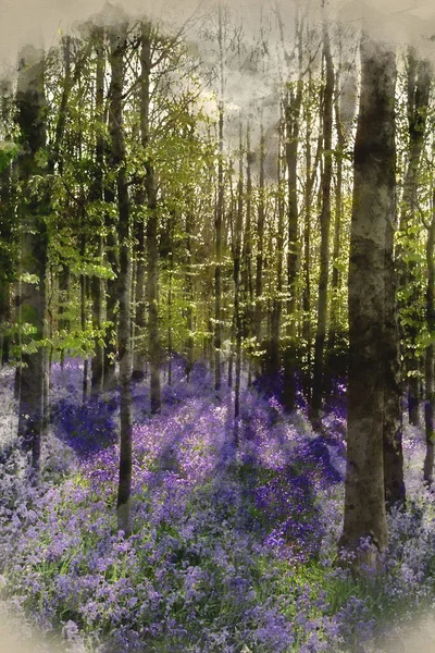 Digital Watercolour Painting Beautiful Morning Spring Bluebell Forest — Stock Photo, Image