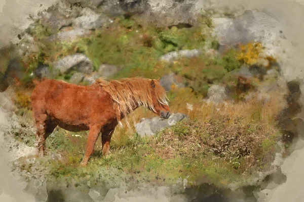 Aquarelle Numérique Belle Image Poney Sauvage Dans Paysage Snowdonia Automne — Photo