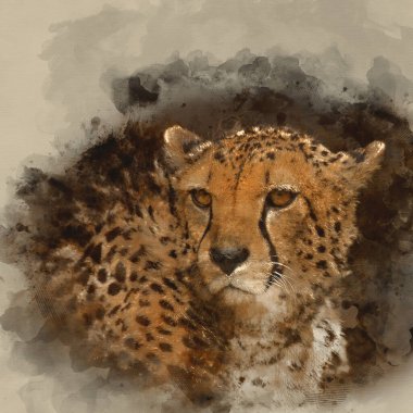 Renkli manzarada Çita Acinonyx Jubatus 'un göz kamaştırıcı samimi portresinin dijital suluboya resmi