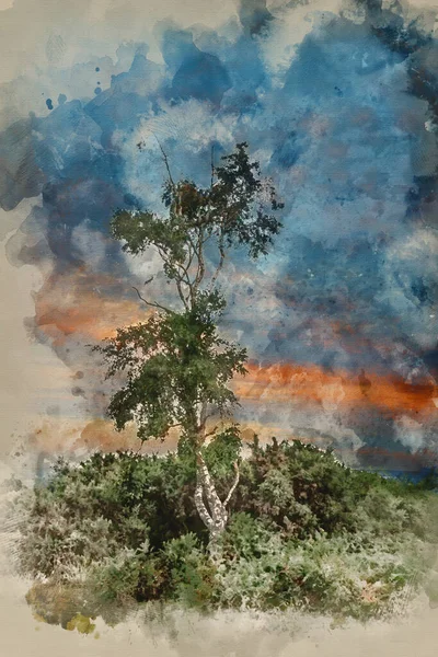 Digitális Akvarell Festmény Gyönyörű Nyári Naplemente Táj Kép Szóló Erdőben — Stock Fotó