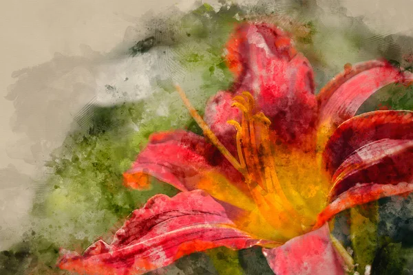 Digitale Aquarellmalerei Der Schönen Asiatischen Lilium Matrix Lilienblüte Aus Nächster — Stockfoto