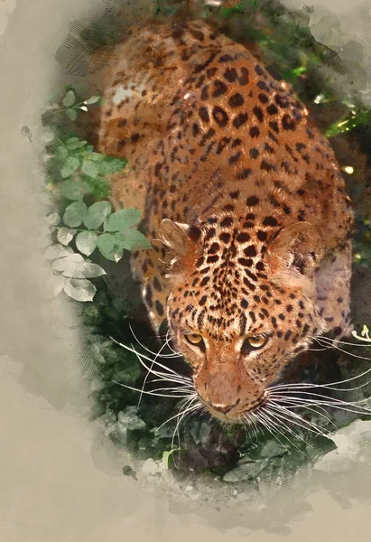 Digital Watercolour Painting Beautiful Portrait Leopard Panthera Pardus Big Cat — Stockfoto