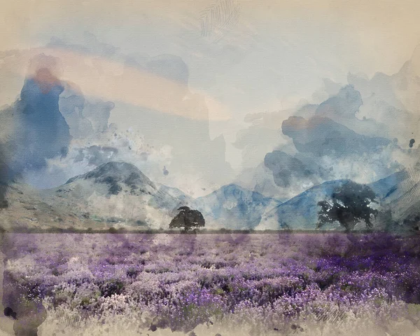 背景为山脉的薰衣草田上令人惊叹的雾蒙蒙的日出景观的数字水彩画 — 图库照片