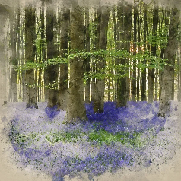 Aquarelle Numérique Belle Image Paysage Forêt Bluebell Dans Lumière Soleil — Photo