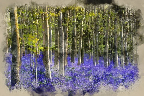 Digital Watercolor Painting Bluebell Landscape Spring Forest Sunrise — Zdjęcie stockowe