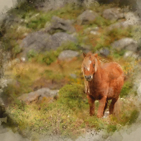 Aquarelle Numérique Belle Image Poney Sauvage Dans Paysage Snowdonia Automne — Photo