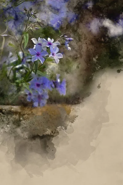 Digital Watercolor Painting Fine Art Image Wild Blue Phlox Flower — 图库照片