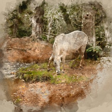 Digital watercolor painting of Beautiful New Forest pony in Autumn woodland landscape with vibrant Fall color all around