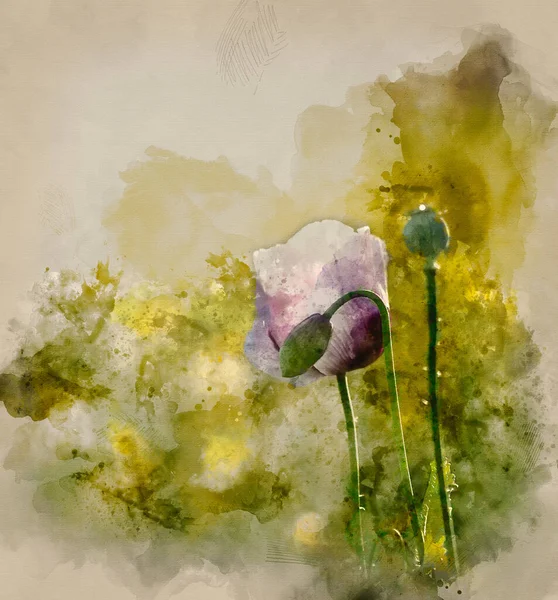 Digitale Aquarellmalerei Von Schöne Porträt Der Lila Mohnblume Sonnenlicht — Stockfoto