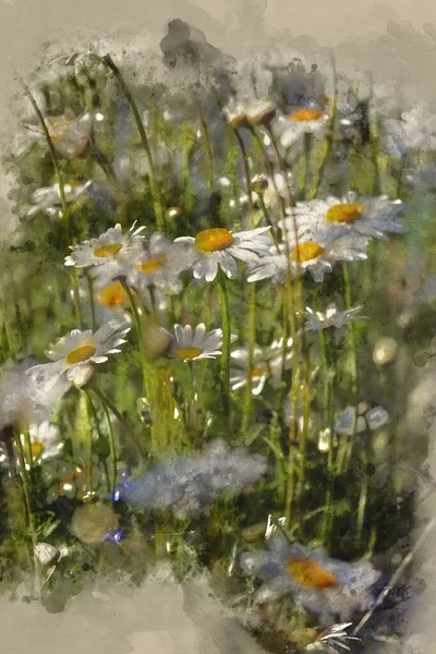 Digital Watercolor Painting Wild Daisy Flowers Wildflower Meadow Landscape — Zdjęcie stockowe