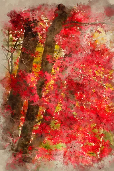 Digital Watercolor Painting Stunning Colorful Vibrant Red Yellow Japanese Maple — Stock Photo, Image