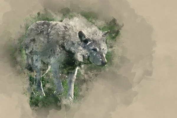 Digital Watercolor Painting Beautiful Grey Timber Wolf Cnis Lupus Stalking — стоковое фото