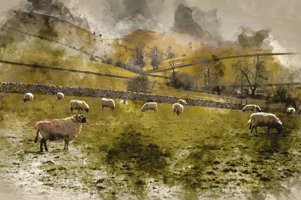 英国山顶地区在阳光普照的农场景观中的羊的数字水彩画 — 图库照片