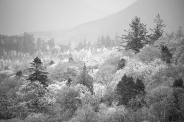 Black and white Beautiful Lake District landscape image of vibrant Autumn woodlands with mountain ranges in background