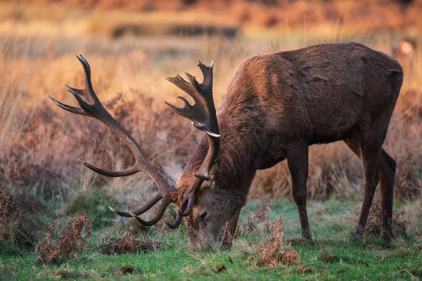 Vackert Porträtt Solo Kronhjort Svensexa Cervus Elaphus Gyllene Gryning Solljus — Stockfoto