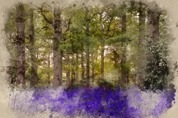 Digitális Akvarell Festés Táj Bluebell Erdők Tavasszal — Stock Fotó