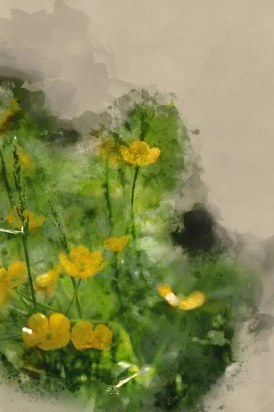 Digital Watercolor Painting Vibrant Buttercups Wildflower Meadow Landscape — Stock Photo, Image