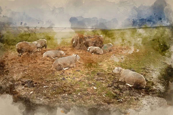 Aquarelle Numérique Moutons Dans Paysage Agricole Par Jour Ensoleillé Dans — Photo