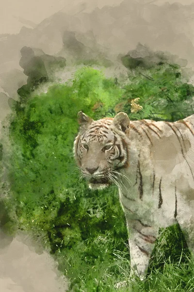 Ψηφιακή Ακουαρέλα Ζωγραφισμένη Εντυπωσιακό Πορτραίτο Της Υβριδικής Λευκής Τίγρης Panthera — Φωτογραφία Αρχείου