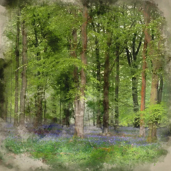 Digital Watercolor Painting Beautiful Bluebell Forest Landscape Image Morning Sunlight — Stock Photo, Image