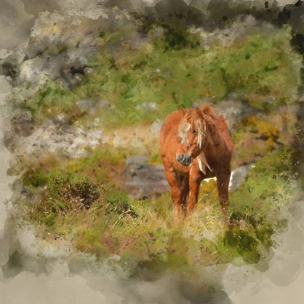 Aquarelle Numérique Belle Image Poney Sauvage Dans Paysage Snowdonia Automne — Photo