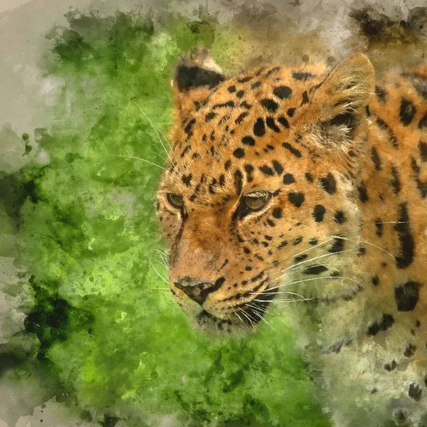 水彩画 在五彩缤纷 生机勃勃的风景中 与美洲豹近照相映成趣的水彩画 — 图库照片