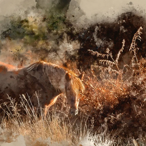 Digitale Aquarellmalerei Von Schönen New Forest Pony Herbst Wald — Stockfoto