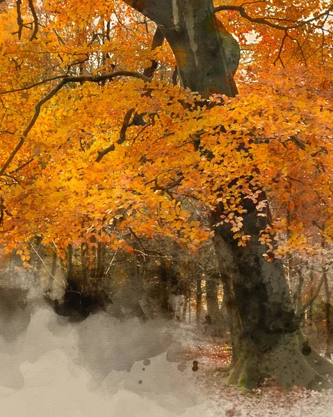 Digitale Aquarel Schilderij Van Prachtige Kleurrijke Levendige Bos Bos Bos — Stockfoto