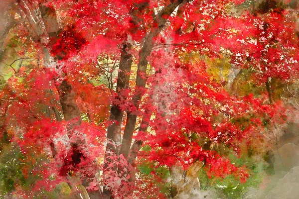 Digital Watercolor Painting Stunning Colorful Vibrant Red Yellow Japanese Maple — Stock Photo, Image