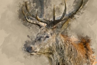 Güz sonbaharı orman manzarasında görkemli boynuzları olan çarpıcı kırmızı geyik Cervus Elaphus 'un dijital suluboya resmi.