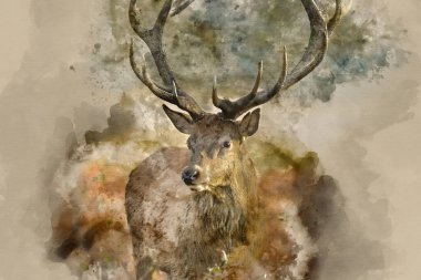 Güz sonbaharı orman manzarasında görkemli boynuzları olan çarpıcı kırmızı geyik Cervus Elaphus 'un dijital suluboya resmi.