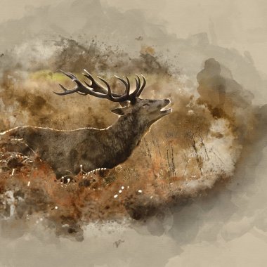 Güz sonbaharı orman manzarasında görkemli boynuzları olan çarpıcı kırmızı geyik Cervus Elaphus 'un dijital suluboya resmi.