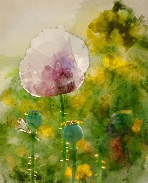 Cyfrowe Malarstwo Akwarelowe Piękny Portret Fioletowy Kwiat Maku Słońcu — Zdjęcie stockowe
