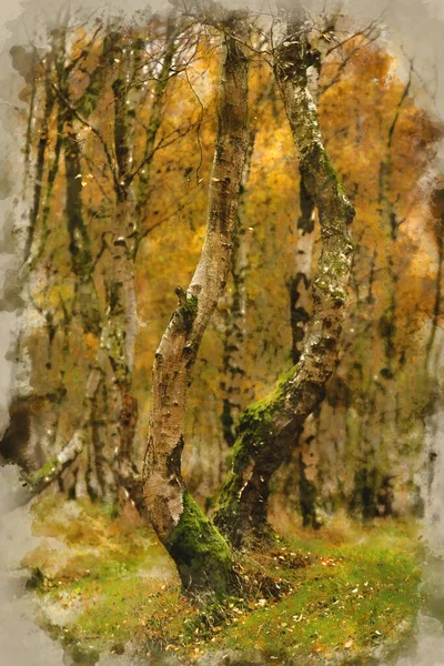 英格兰山顶地区五彩缤纷 生机勃勃的林地秋季风景数字水彩画 — 图库照片