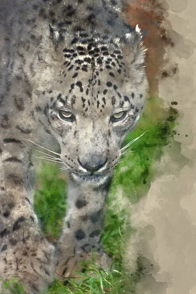 Kar Leoparı Panthera Uncia Uncia Nın Güzel Portresinin Dijital Suluboya — Stok fotoğraf