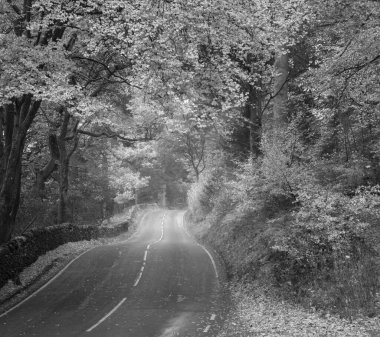 Gölü Bölgesi 'ndeki Güz Dodd Ormanı' ndan geçen yolun siyah ve beyaz manzarası.