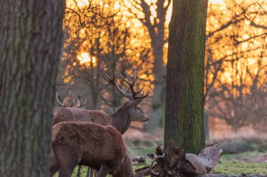 Kızıl geyik sürüsünün destansı görüntüsü Cervus Elaphus orman manzarasında parıldayan altın şafak güneşinde çarpıcı bir ışıkla 