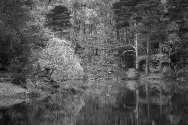 Czarno Biały Oszałamiający Krajobraz Lasu Krainy Jezior Manesty Park Podczas — Zdjęcie stockowe