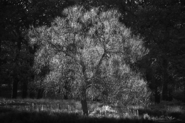 Czarno Biały Oszałamiający Złoty Blask Podświetlony Jesień Jesień Krajobraz Drzewa — Zdjęcie stockowe