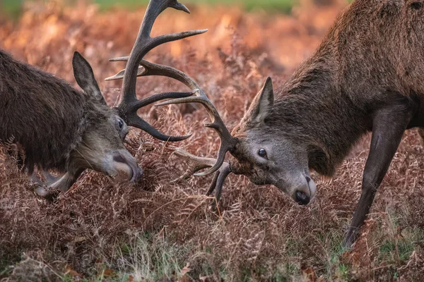 Piękny Obraz Jelenia Czerwonego Cervus Elaphus Zderzające Rogi Sezonie Rut — Zdjęcie stockowe