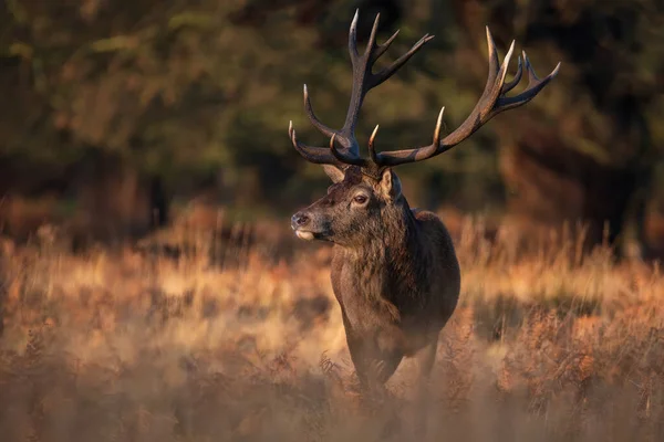 Epic Image Herd Red Deer Stags Cervus Elaphus Glowing Golden — Stock Photo, Image