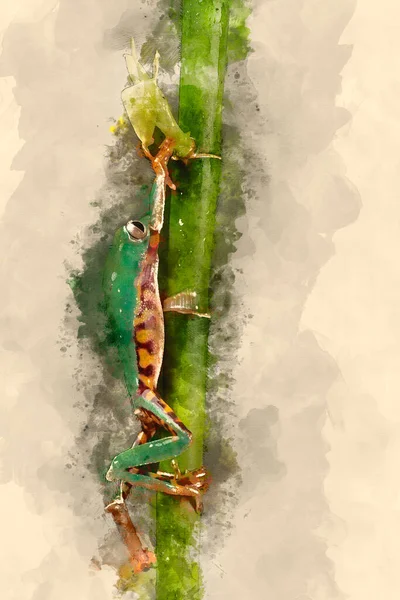 Digital Watercolor Painting Fringed Leaf Tree Frog Cruziohyla Craspedopus Blurred — Stock Photo, Image