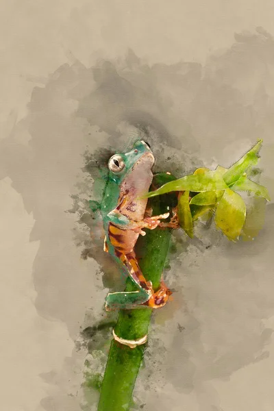 Digital Watercolor Painting Fringed Leaf Tree Frog Cruziohyla Craspedopus Blurred — Stock Photo, Image