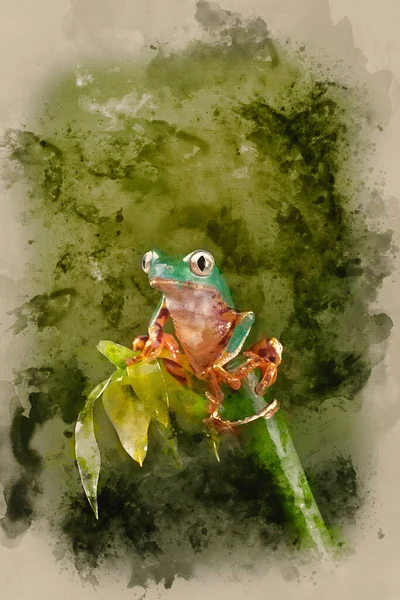 Ψηφιακή Ακουαρέλα Ζωγραφική Του Fringed Leaf Tree Frog Cruziohyla Craspedopus — Φωτογραφία Αρχείου