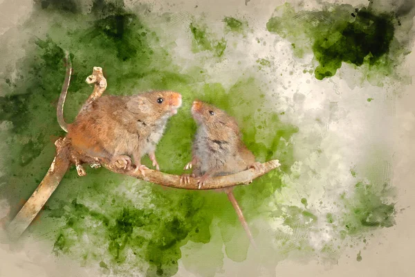 Digitális Akvarell Festése Aranyos Betakarítás Egerek Micromys Minutus Bottal — Stock Fotó