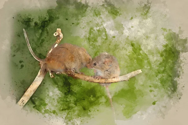 Digital Watercolor Painting Cute Harvest Mice Micromys Minutus Wooden Stick — Stock Photo, Image