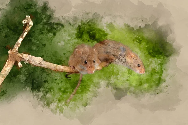 Cyfrowe Malowanie Akwarelą Cute Myszy Żniwa Minutus Drewnianym Kiju — Zdjęcie stockowe