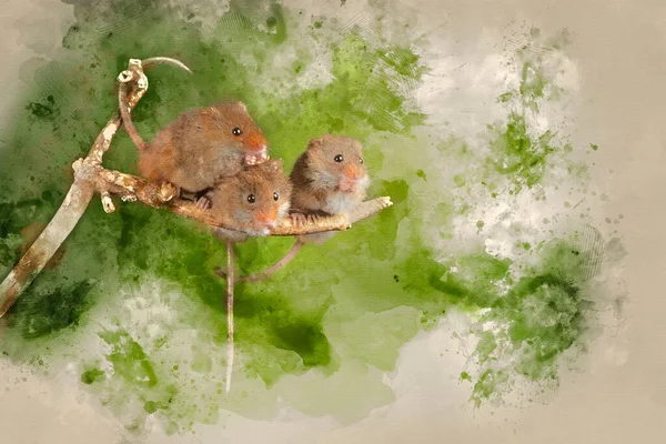 Ψηφιακή Ακουαρέλα Ζωγραφική Της Χαριτωμένης Συγκομιδής Ποντίκια Micromys Minutus Ξύλινο — Φωτογραφία Αρχείου