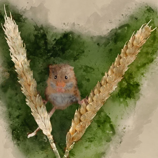 Digital Watercolor Painting Cute Harvest Mice Micromys Minutus Wheat Stalk — Stock Photo, Image